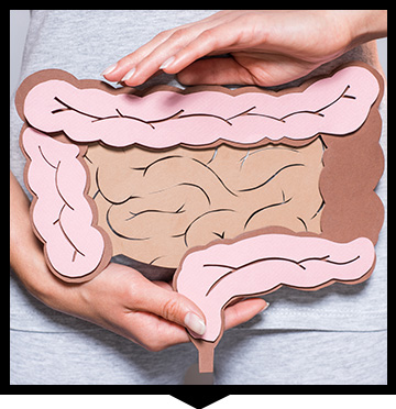 Modelo de intestino grueso y delgado con manos Modelo de intestino grueso y delgado con manos